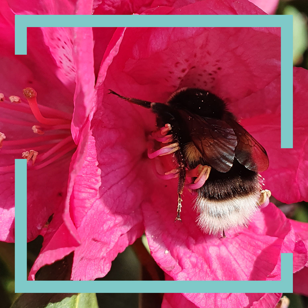 Hummel in einer Blüte